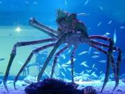 JapaneseSpiderCrab.jpg